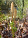 Horsetail